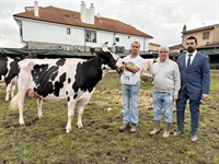 Vaca Gran Campeona
