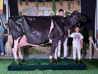 Vaca Adulta Campeona de Tineo 2025