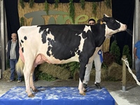 Vaca Intermedia Campeona de Tineo 2025
