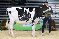 Ganadora Seccin 3 TERNERAS DE 12 A 14 MESES: REY 1346 DANI NEGARIEL