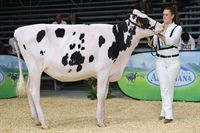 2 clasificada Seccin 3 TERNERAS DE 12 A 14 MESES: REY 1332 HANIKO SONY