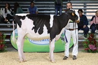 Ganadora Seccin 1 TERNERAS DE 6 A 8 MESES: GLORIA HULU JAMAICA