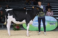 Ganadora Seccin 2 TERNERAS DE 9 A 11 MESES: REY 1370 HULU ZYPI