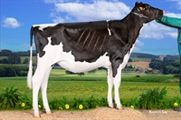 Ganadora Seccin 2 y Subcampeona Nacional: REY 1370 HULU ZYPI (S.A.T. Rey de Miotelo)