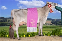 Vaca Joven Campeona y Gran Campeona Nacional
