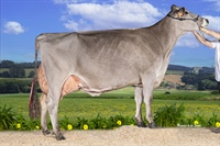 Vaca Adulta Campeona