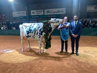 Binillubet Doberman Princesa (Binillobet), Vaca Gran Campeona de Menorca 2026