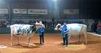 Vaca Gran Campeona y su Reserva