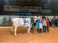 Binillubet Doberman Princesa (Binillobet), Vaca Gran Campeona de Menorca 2026