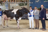 Vaca Gran Campeona y Vaca Intermedia Campeona de Galicia FEFRIGA 2026