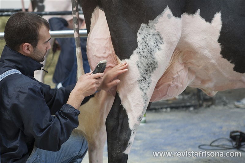 Adri�n Entrecanales pelando una vaca