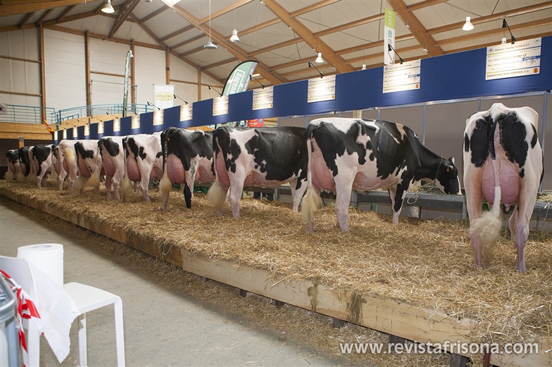 Stand de las vacas espa�olas