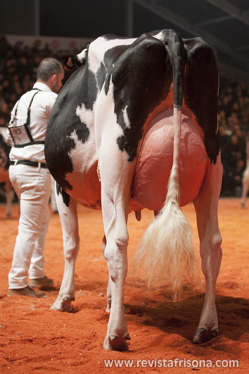 Badiola Golddust Chesly