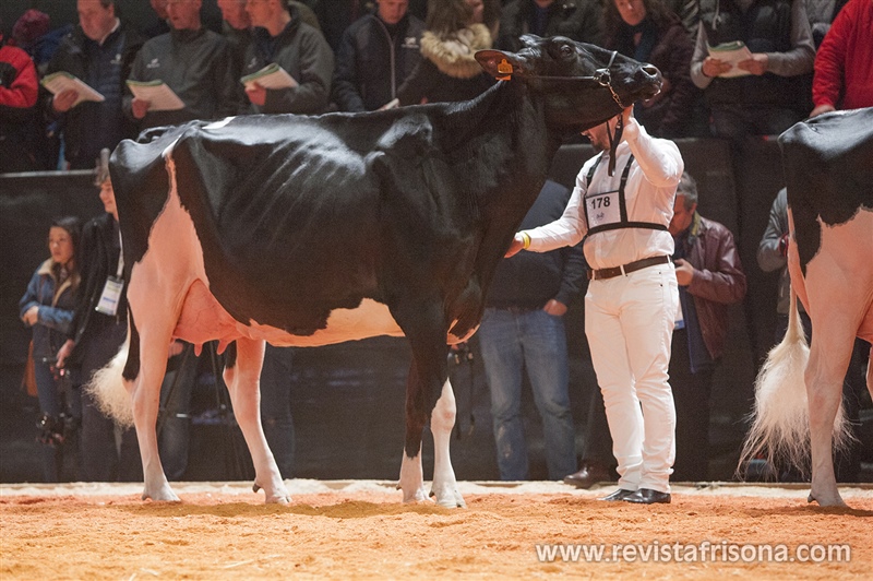 Ponderosa Meridian Gerani