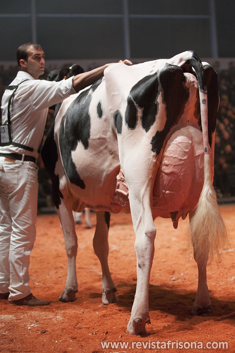 Badiola Atwood Megamirta