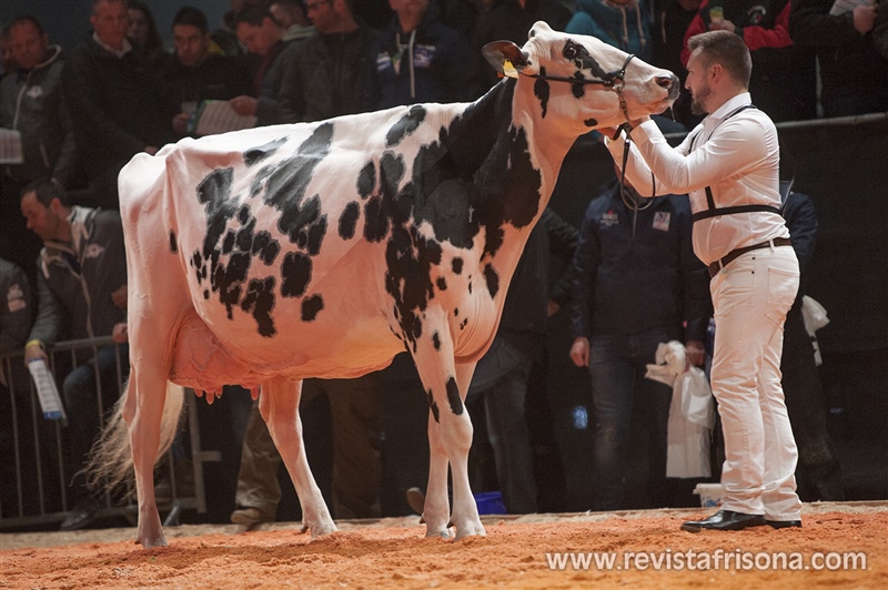 Ponderosa Brawler Geteye