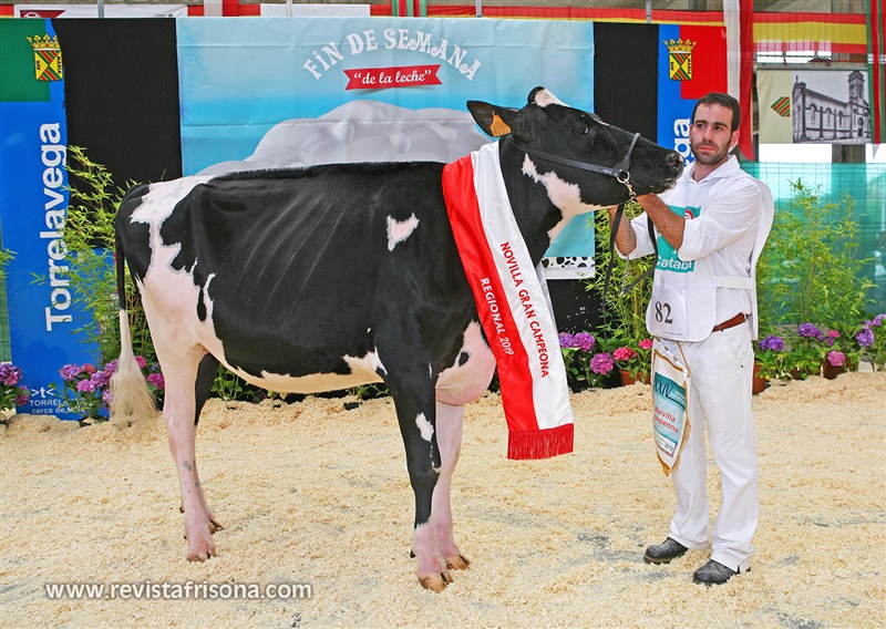 Seccin 11: Gran Campeona de Novillas