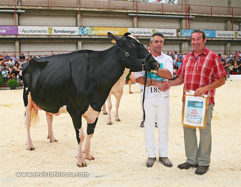 Seccin 24: Vaca Adulta Campeona