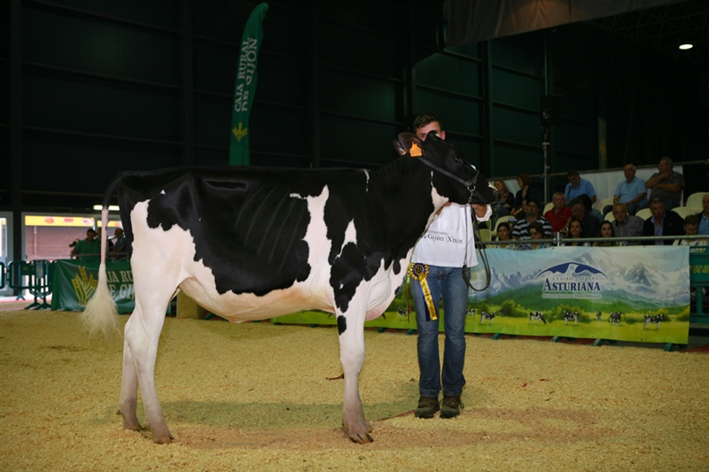  Secci�n 3: Terneras de 11 a 13 meses