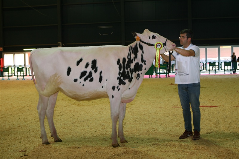 Secci�n 5: Novillas de 17 a 19 meses