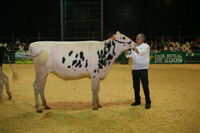 Secci�n 11: Novilla Campeona