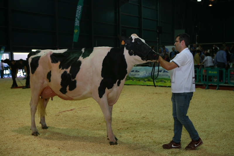 Secci�n 13: Vaca Joven Lactaci�n de 31 a 35 meses