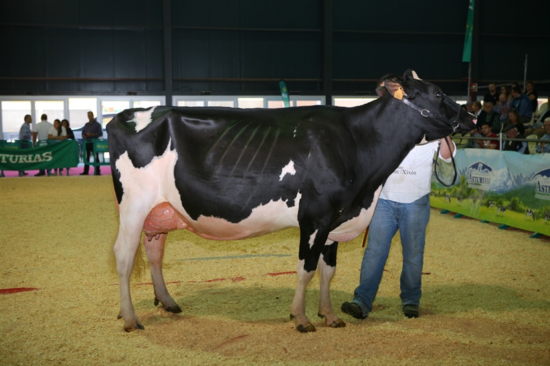 Secci�n 14: Vaca Intermedia Lactaci�n 3 a�os