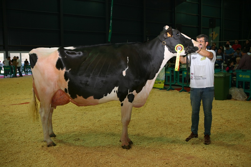 Secci�n 15: Vaca Intermedia Lactaci�n 4 a�os