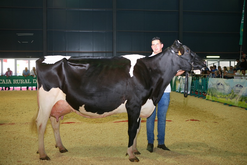  Secci�n 17: Vaca Adulta Lactaci�n de 6 a�os o m�s