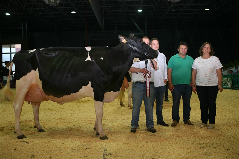 Vaca Adulta Campeona