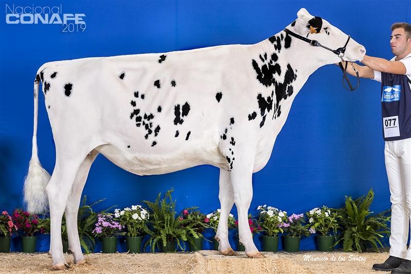 2 clasificada Seccin 5 y Novilla Subcampeona: Redin Emilio Desire