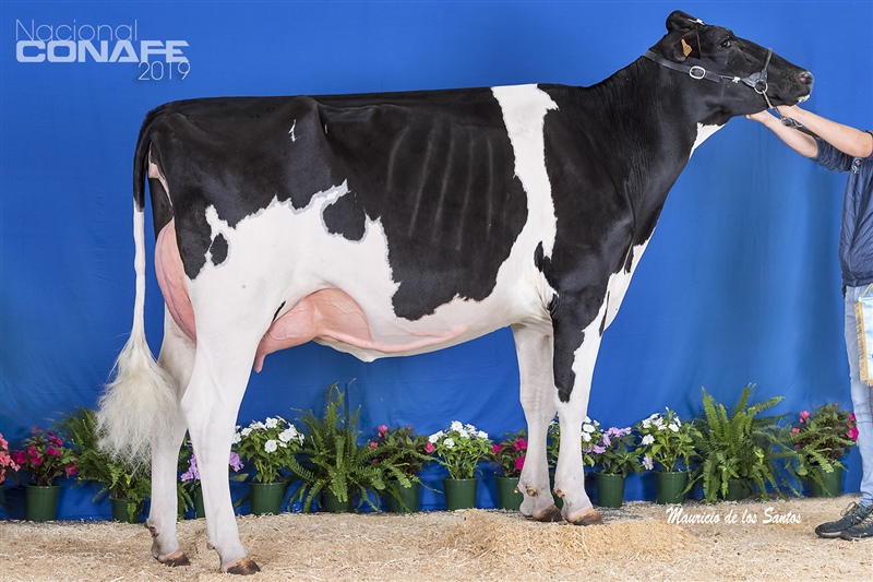 Ganadora Seccin 10 y Vaca Joven Subcampeona: Llera Byway Lerela