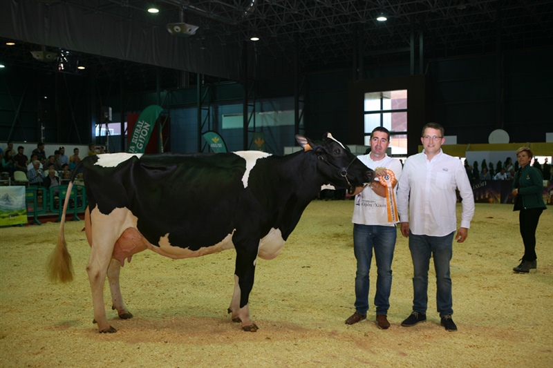Vaca Adulta Subcampeona