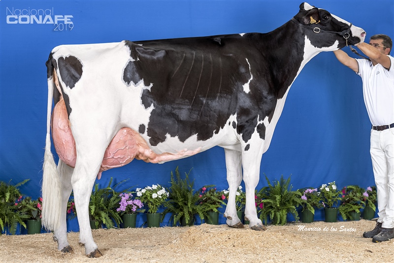 Ganadora Seccin 15, Vaca Adulta Subcampeona y Vaca Gran Campeona Reserva: Badiola Airlift Kenda