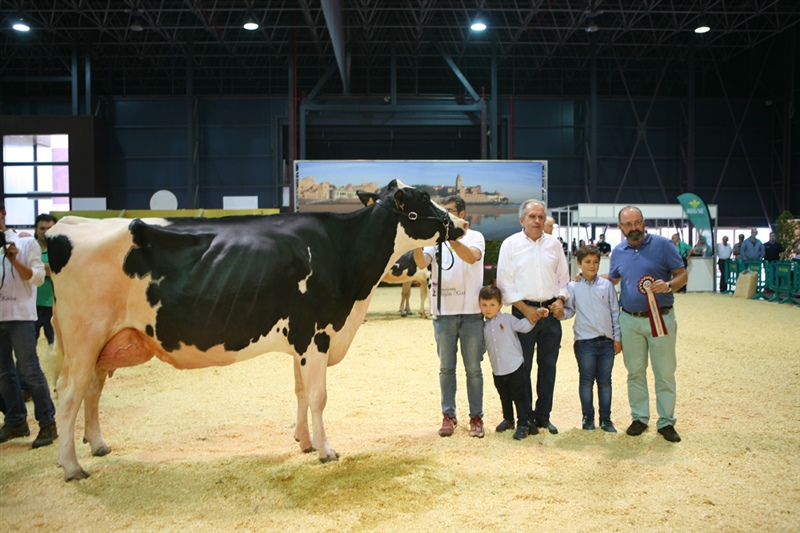 Vaca Intermedia Campeona