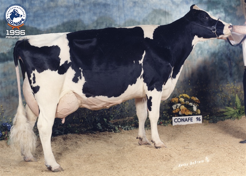 Primavera 1996: Pech�n Gacvaliant Bouba II (Rancho Pech�n, Cantabria)