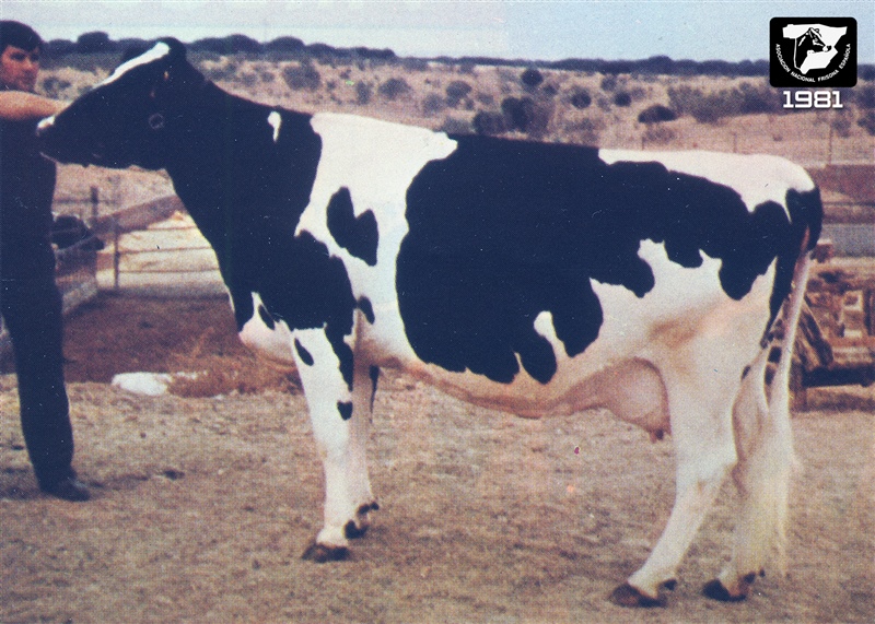 1981: Pri�gola Princess Boot (Pri�gola, Madrid)