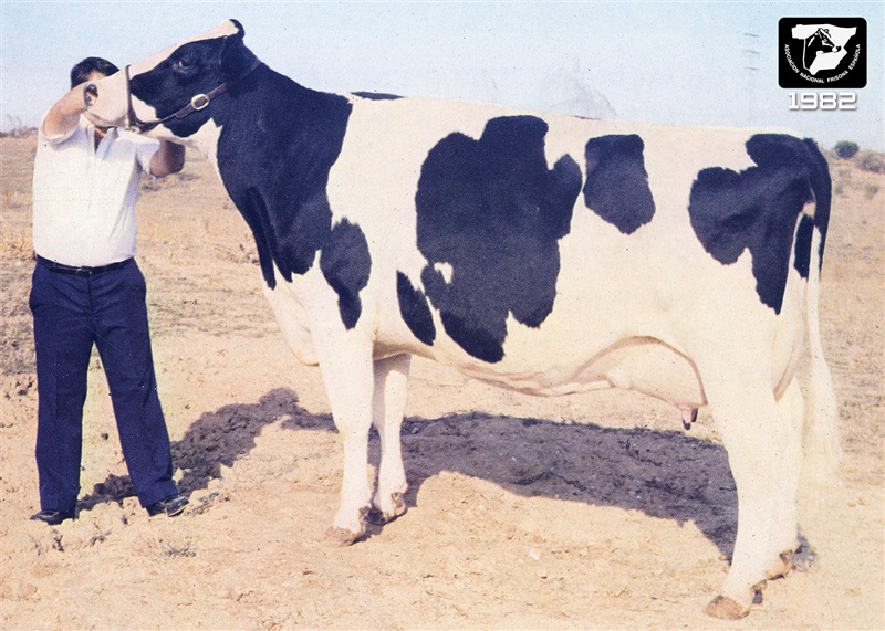 1982: Pri�gola Twila Briarwood (Pri�gola, Madrid)