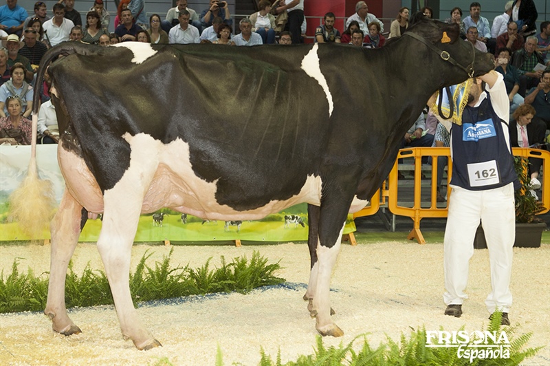 1� Secci�n 15�: Tezanillos Stanleycup Mirona