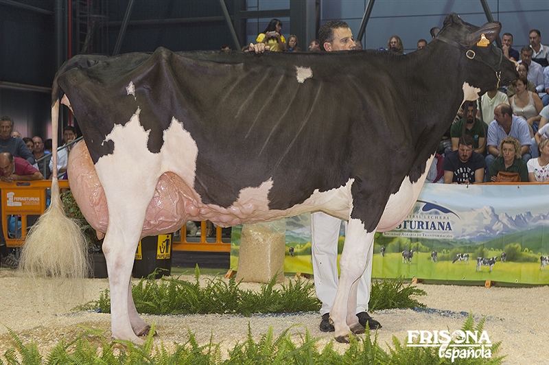 1� Secci�n 17�: Badiola Atwood Koketa