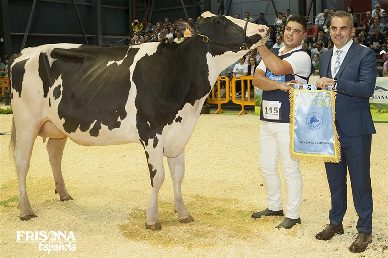 1� Secci�n 18�: Vaca Joven Campeona - Badiola High Octane Elora