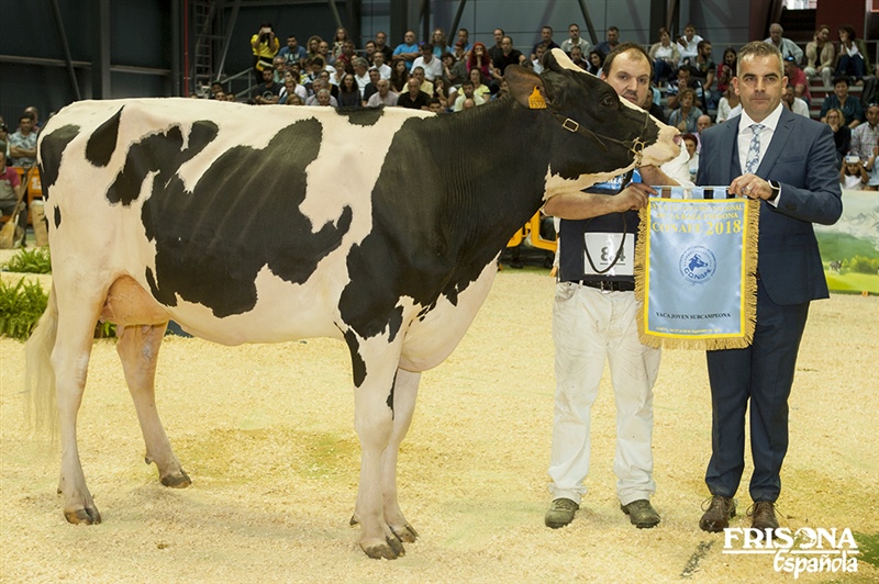 2� Secci�n 18�: Vaca Joven Subcampeona - Flora Baily Chen Mahary ET