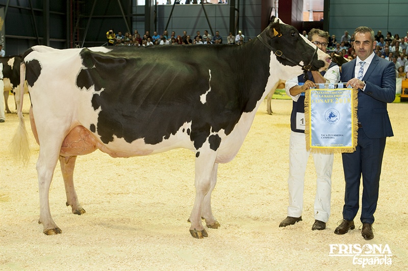 1� Secci�n 19�: Vaca Intermedia Campeona - Badiola Airlift Kenda