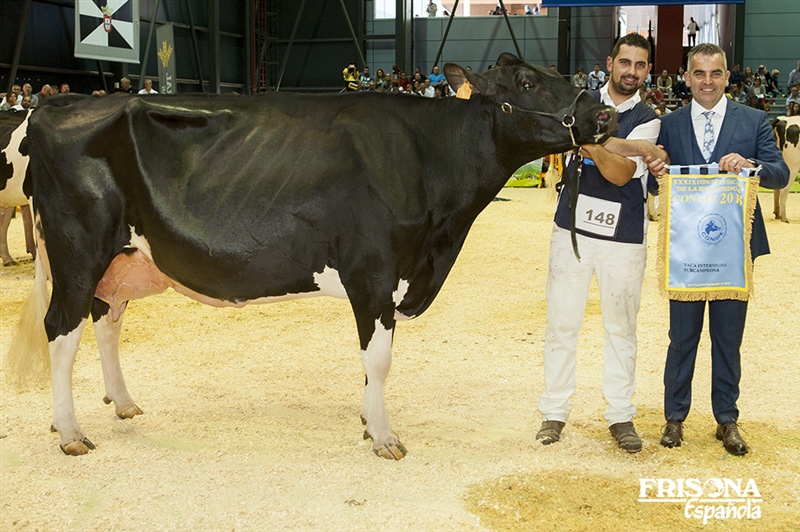 2� Secci�n 19�: Vaca Intermedia Subcampeona - AGR Chelios Flora