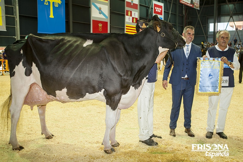 1� Secci�n 20�: Vaca Adulta Campeona - Badiola Atwood Koketa