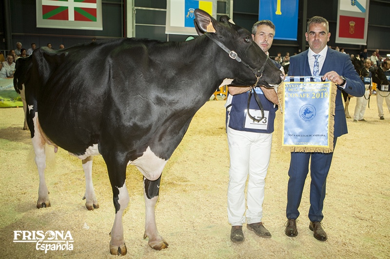2� Secci�n 20�: Vaca Adulta Subcampeona - Llinde Ariel Jordan