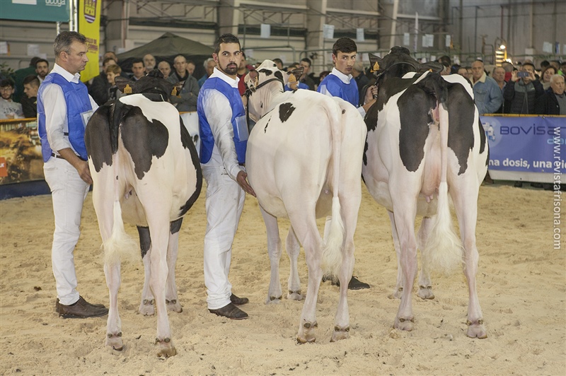 Rei de Miotelo, Mejor Criador de Novillas