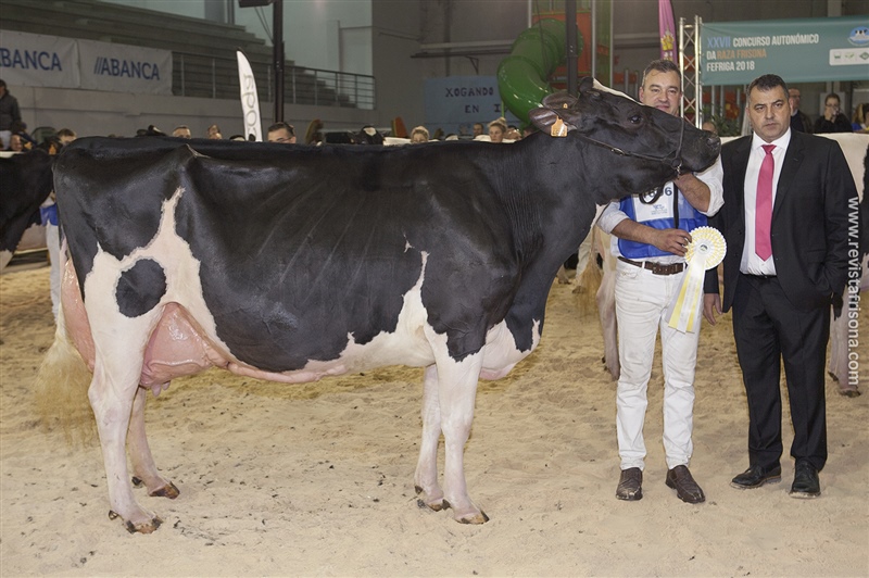 Rey 509 Ninfa Sprite (Rei de Miotelo), Vaca Adulta Subcampeona