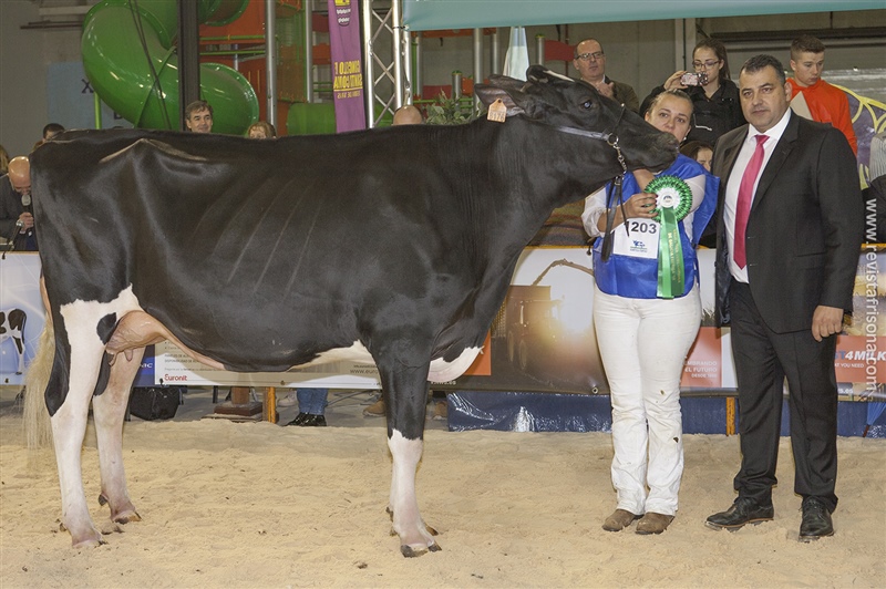 Rey 735 Dinosa Bradnick (Rei de Miotelo), Vaca Joven Subcampeona