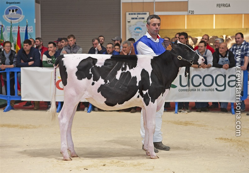 Ternera Campeona Internacional GandAgro'19: Cudaa Amok Solomon ET 